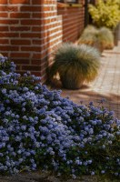 Ceanothus rastrero